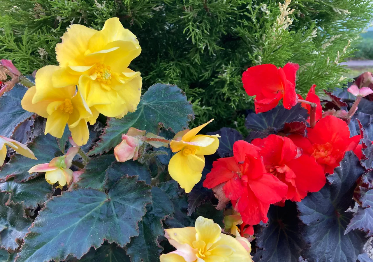 Begonia Nonstops - Upright